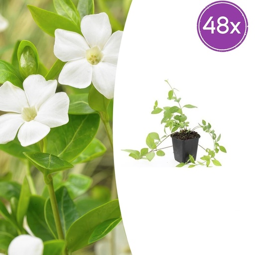 "Großes Immergrün 'Alba' 48er-Set (Vinca major) – winterharter Bodendecker, Topf-Ø 9 cm, Höhe ca. 25 cm image"