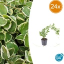 24x Vinca major 'Variegata' - ↕10-25cm - Ø9cm