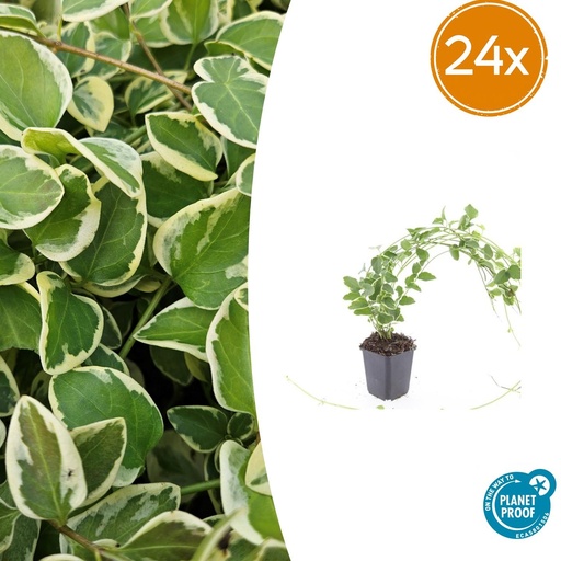 "24x Vinca major 'Variegata' - ↕10-25cm - Ø9cm image"