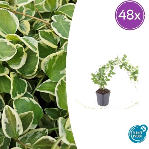 "48x Vinca major 'Variegata' - ↕10-25cm - Ø9cm image"
