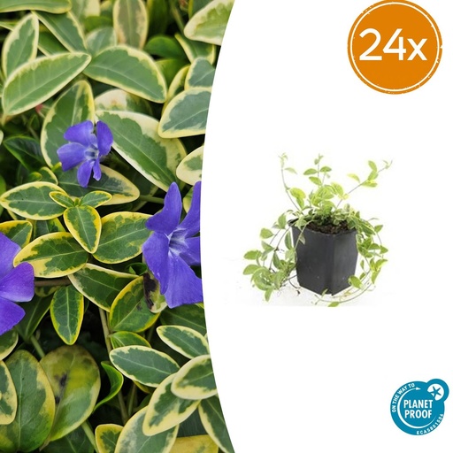 "24x Vinca minor 'Aureovariegata' - ↕10-25cm - Ø9cm image"