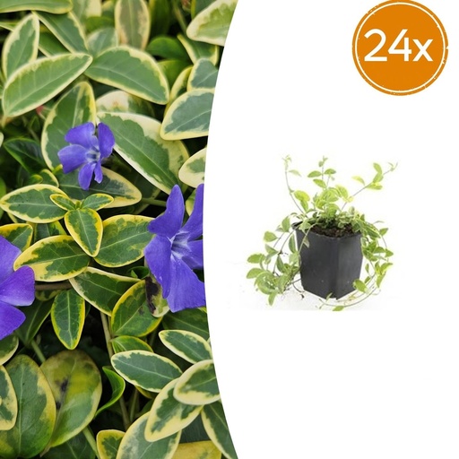 "Immergrün 'Aureovariegata' 24er-Set (Vinca minor) – winterharter Bodendecker, Topf-Ø 9 cm, Höhe ca. 25 cm image"