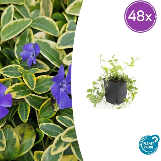 "48x Vinca minor 'Aureovariegata' - ↕10-25cm - Ø9cm image"
