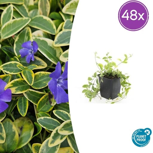 "Immergrün 'Aureovariegata' 48er-Set (Vinca minor) – winterharter Bodendecker, Topf-Ø 9 cm, Höhe ca. 25 cm image"