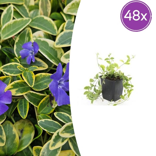 "Immergrün 'Aureovariegata' 48er-Set (Vinca minor) – winterharter Bodendecker, Topf-Ø 9 cm, Höhe ca. 25 cm image"