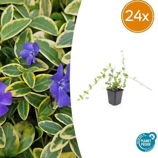 "Immergrün 'Blue and Gold' 24er-Set (Vinca minor) – winterharter Bodendecker, Topf-Ø 9 cm, Höhe ca. 25 cm image"