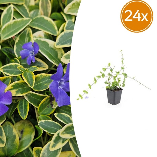 "Immergrün 'Blue and Gold' 24er-Set (Vinca minor) – winterharter Bodendecker, Topf-Ø 9 cm, Höhe ca. 25 cm image"