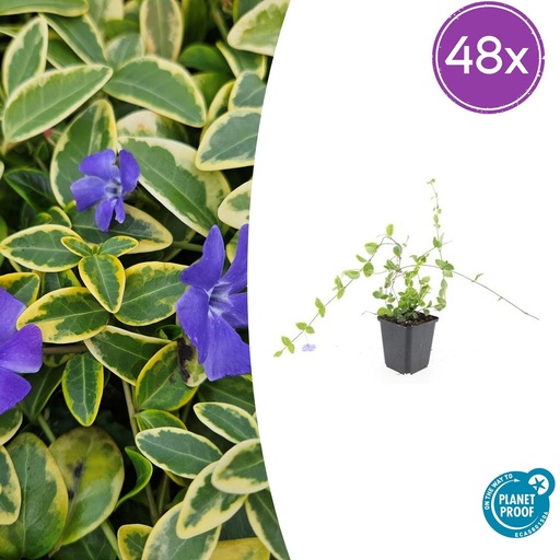 "48x Vinca minor 'Blue and Gold' - ↕10-25cm - Ø9cm image"