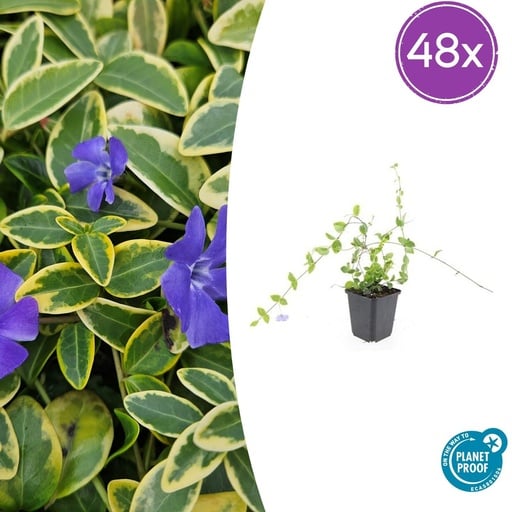 "Immergrün 'Blue and Gold' 48er-Set (Vinca minor) – winterharter Bodendecker, Topf-Ø 9 cm, Höhe ca. 25 cm image"