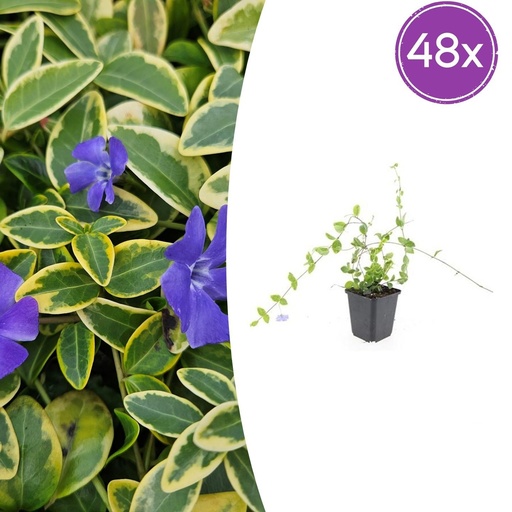 "Immergrün 'Blue and Gold' 48er-Set (Vinca minor) – winterharter Bodendecker, Topf-Ø 9 cm, Höhe ca. 25 cm image"