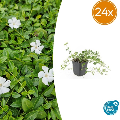 "24x Vinca minor 'Gertrude Jekyll' - ↕10-25cm - Ø9cm image"