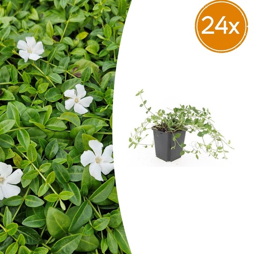 "Immergrün 'Gertrude Jekyll' 24er-Set (Vinca minor) – winterharter Bodendecker, Topf-Ø 9 cm, Höhe ca. 25 cm image"