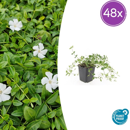 "48x Vinca minor 'Gertrude Jekyll' - ↕10-25cm - Ø9cm image"