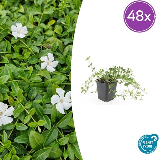 "48x Vinca minor 'Gertrude Jekyll' - ↕10-25cm - Ø9cm image"