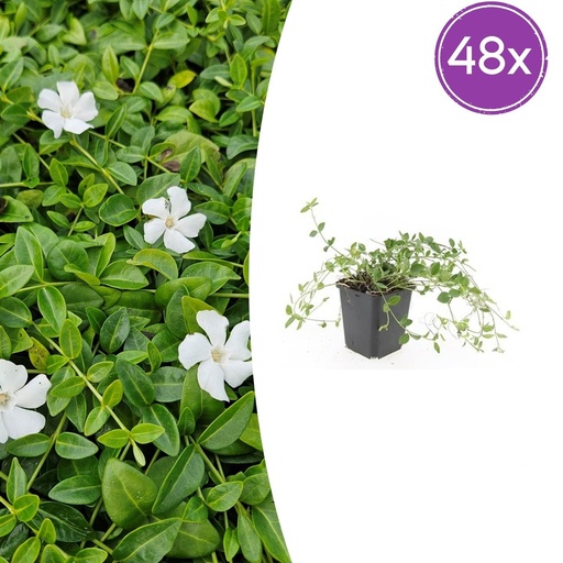 "Immergrün 'Gertrude Jekyll' 48er-Set (Vinca minor) – winterharter Bodendecker, Topf-Ø 9 cm, Höhe ca. 25 cm image"