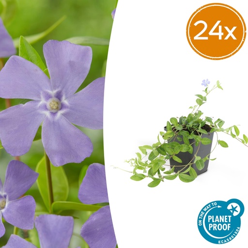 "24x Vinca minor 'La Grave' - ↕10-25cm - Ø9cm image"