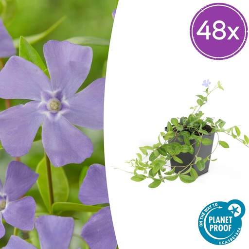 "48x Vinca minor 'La Grave' - ↕10-25cm - Ø9cm image"