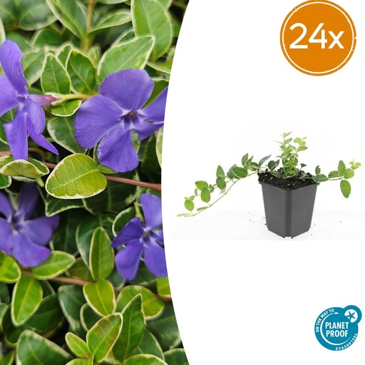 "24x Vinca minor 'Ralph Shugert' - ↕10-25cm - Ø9cm image"