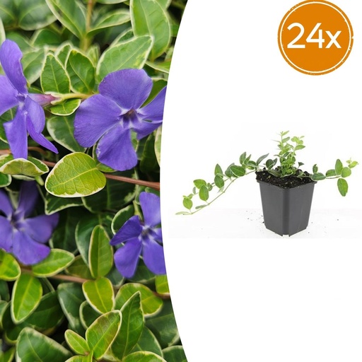 "Immergrün 'Ralph Shugert' 24er-Set (Vinca minor) – winterharter Bodendecker, Topf-Ø 9 cm, Höhe ca. 25 cm image"