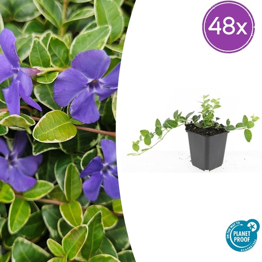 "48x Vinca minor 'Ralph Shugert' - ↕10-25cm - Ø9cm image"