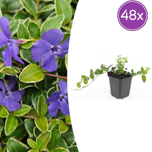 "Immergrün 'Ralph Shugert' 48er-Set (Vinca minor) – winterharter Bodendecker, Topf-Ø 9 cm, Höhe ca. 25 cm image"