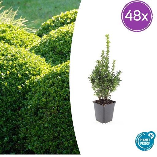 "48x Buxus Sempervirens - ↕10-25cm - Ø9cm image"