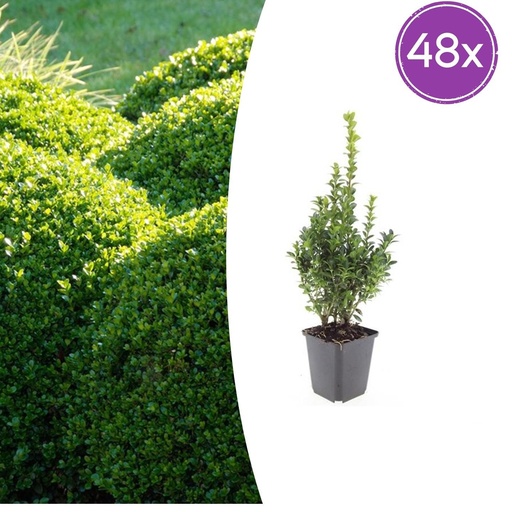 "Gewöhnlicher Buchsbaum 48er-Set (Buxus sempervirens) – winterharter immergrüner Strauch, Topf-Ø 9 cm, Höhe ca. 25 cm image"