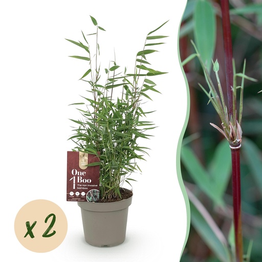 "Bambus - Fargesia Red Dragon - Grün - 2 Pflanzen - Immergrün - Nicht Ausbreitend - Topf 14cm Höhe 35cm image"