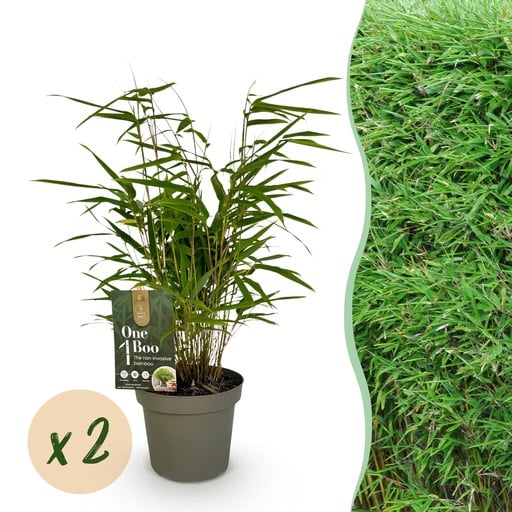 "Bambus - Fargesia rufa - Grün - 2 Pflanzen - Immergrün - Wuchernd - Topf 14cm Höhe 35cm image"