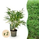 Bambus - Fargesia rufa - Grün - 2 Pflanzen - Immergrün - Nicht Ausbreitend - Topf 17cm Höhe 60cm