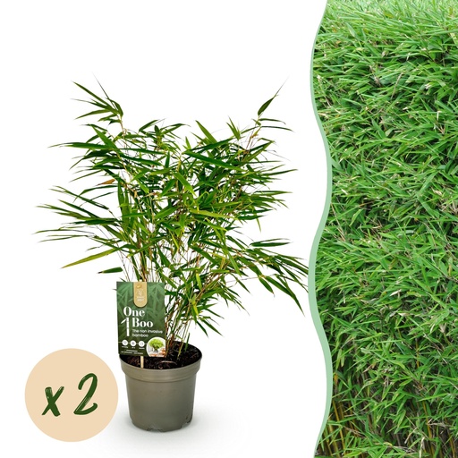 "Bambus - Fargesia rufa - Grün - 2 Pflanzen - Immergrün - Nicht Ausbreitend - Topf 17cm Höhe 60cm image"