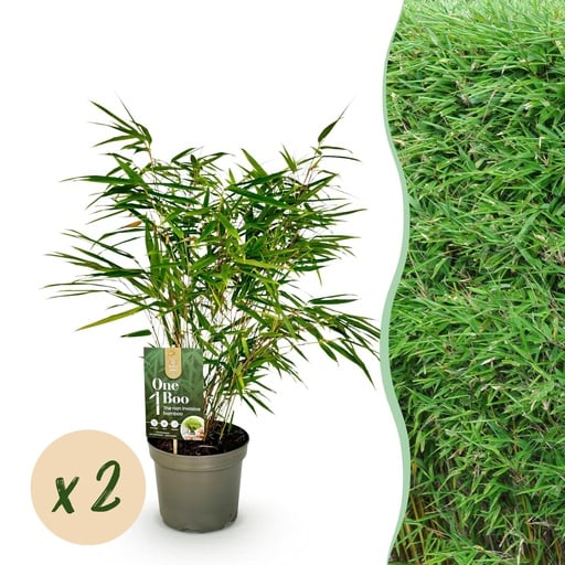 "Roter Bambus 2er-Set (Fargesia rufa) – winterharter Gartenbambus, Topf-Ø 17 cm, Höhe ca. 60 cm image"