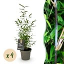 Bambus - Fargesia Black Dragon - Grün - 4 Pflanzen - Immergrün - Wuchernicht - Topf 14cm Höhe 35cm