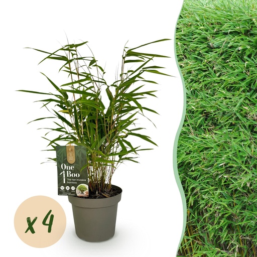 "Bambus - Fargesia rufa - Grün - 4 Pflanzen - Immergrün - Nicht Ausbreitend - Topf 14cm Höhe 35cm image"