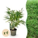 Bambus - Fargesia rufa - Grün - 4 Pflanzen - Immergrün - Nicht Ausbreitend - Topf 17cm Höhe 60cm