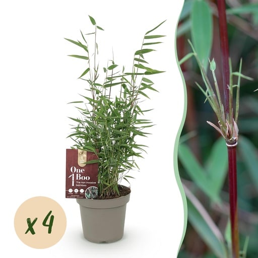 "Bambus - Fargesia Red Dragon - Grün - 4 Pflanzen - Immergrün - Nicht Ausbreitend - Topf 14cm Höhe 35cm image"