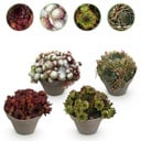 Bodendecker - Winterhart - Sempervivum Big Sam - 4 Pflanzen - Verschiedene Farben - Wenig Pflege - Topf 14cm Höhe 17cm