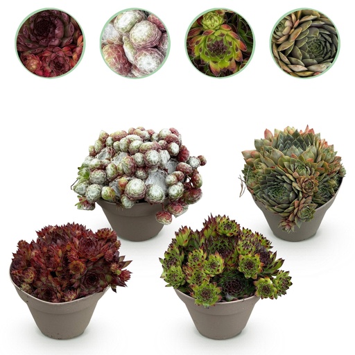 "Bodendecker - Winterhart - Sempervivum Big Sam - 4 Pflanzen - Verschiedene Farben - Wenig Pflege - Topf 14cm Höhe 17cm image"