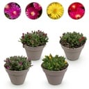Bodendecker - Winterhart - Delosperma - 4 Pflanzen - Farben Rot - Gelb - Lila - Rosa - Wenig Pflege - Topf 14cm Höhe 17cm