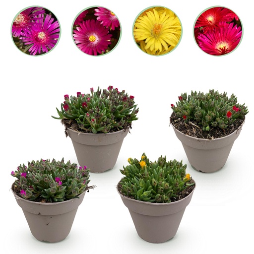 "Bodendecker - Winterhart - Delosperma - 4 Pflanzen - Farben Rot - Gelb - Lila - Rosa - Wenig Pflege - Topf 14cm Höhe 17cm image"