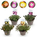 Bodendecker - Winterhart - Delosperma Jewel of Desert - 4 Pflanzen - Farben Rot - Orange - Lila - Rosa - Wenig Pflege - Topf 14cm Höhe 17cm
