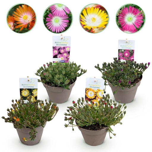 "Bodendecker - Winterhart - Delosperma Jewel of Desert - 4 Pflanzen - Farben Rot - Orange - Lila - Rosa - Wenig Pflege - Topf 14cm Höhe 17cm image"