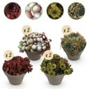 Bodendecker - Winterhart - Sempervivum Big Sam - 8 Pflanzen - Verschiedene Farben - Wenig Pflege - Topf 14cm Höhe 17cm