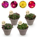 Bodendecker - Winterhart - Delosperma - 8 Pflanzen - Farben Rot - Gelb - Lila - Rosa - Wenig Pflege - Topf 14cm Höhe 17cm