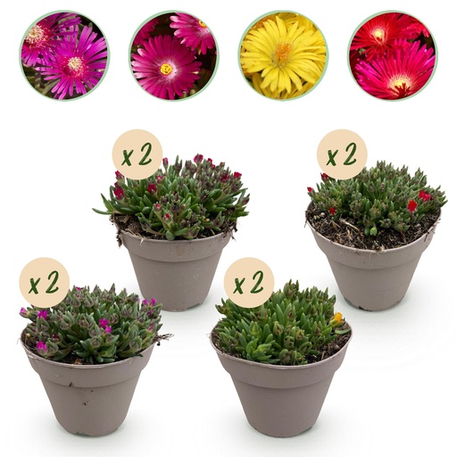 "Bodendecker - Winterhart - Delosperma - 8 Pflanzen - Farben Rot - Gelb - Lila - Rosa - Wenig Pflege - Topf 14cm Höhe 17cm image"