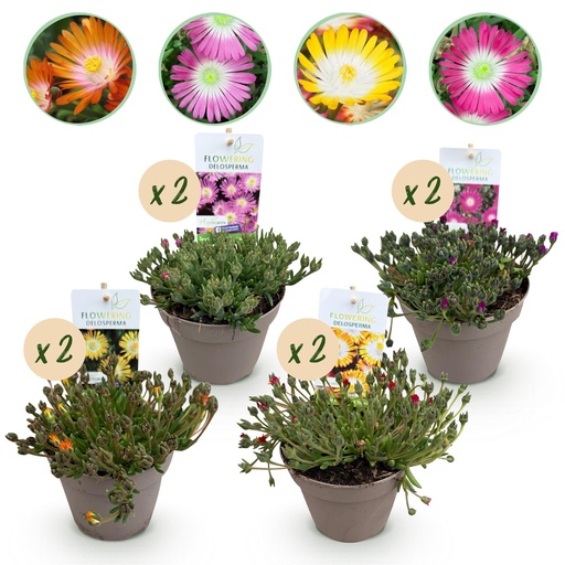 "Bodendecker - Winterhart - Delosperma Jewel of Dessert - 8 Pflanzen - Farben Rot - Orange - Lila - Rosa - Pflegeleicht - Topf 14cm Höhe 17cm image"