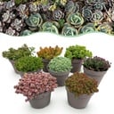 Bodendecker - Winterhart - Alpine Mix - 8 Pflanzen - Verschiedene Farben - Wenig Pflege - Topf 14 Höhe 17