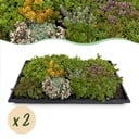 Bodendecker - Winterhart - Sedummatte - Besteht aus 10 Sorten - X2 - Wenig Pflege - Länge 50cm Breite 30cm