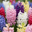 10x Hyacinthus mix - Hyazinthen-Mix - Diverses - Frühlingsblüher - Zwiebelgröße 14/15