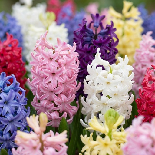 "Hyazinthe (Hyacinthus orientalis) – Blumenzwiebeln, 10 Zwiebeln image"